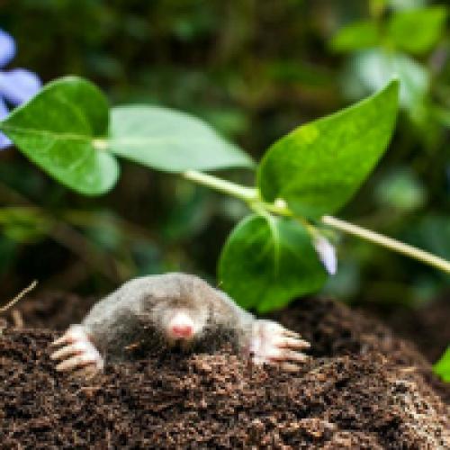 Как избавиться от кротов необычный , но эффективный способ. Как избавиться от кротов: самые эффективные способы