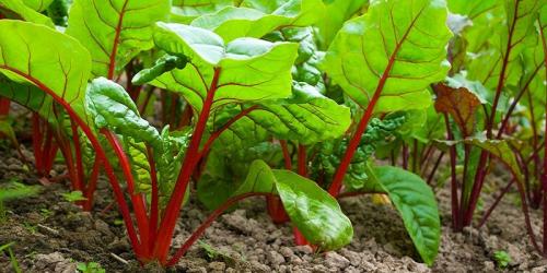 Чеснок и свекла на одной грядке. Совместные посадки: соседи для свеклы на грядке