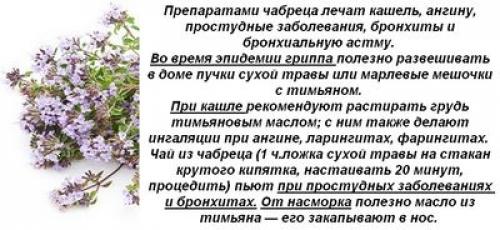 Чабрец: где он растёт и как выглядит 09 Чабрец: где он растёт и как выглядит 09