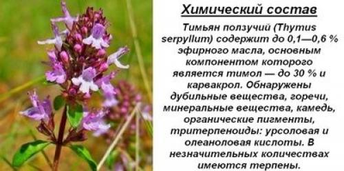 Чабрец: где он растёт и как выглядит 08 Чабрец: где он растёт и как выглядит 08
