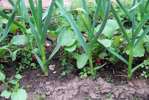 Сосед чеснока. Соседи чеснока на огороде