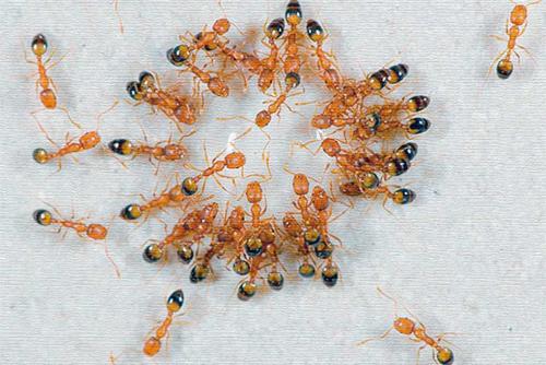 Как избавиться от муравьев на даче в доме.  Как избавиться от муравьев в доме