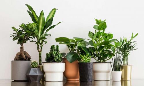 Удобрения для цветов осенние. Осенняя подкормка комнатных цветов: народные и промышленные удобрения для растений