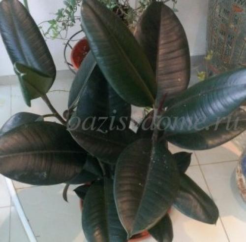 Чем подкормить комнатные цветы осенью. Правила осенне-зимней подкормки