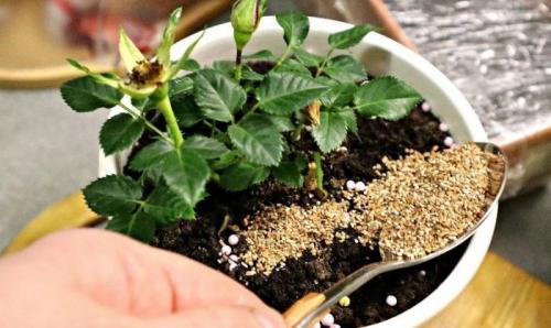 Удобрения для цветов осенние. Осенняя подкормка комнатных цветов: народные и промышленные удобрения для растений