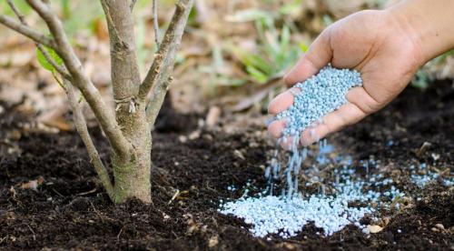 Удобрения для цветов осенние. Осенняя подкормка комнатных цветов: народные и промышленные удобрения для растений 07 Удобрения для цветов осенние. Осенняя подкормка комнатных цветов: народные и промышленные удобрения для растений 07