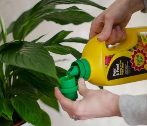 Удобрения для цветов осенние. Осенняя подкормка комнатных цветов: народные и промышленные удобрения для растений