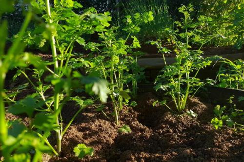 Кориандр совместимость на грядке. С чем лучше посадить кинзу на грядке: подходящие и неподходящие соседи