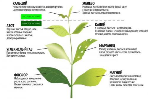 Удобрения для цветов осенние. Осенняя подкормка комнатных цветов: народные и промышленные удобрения для растений