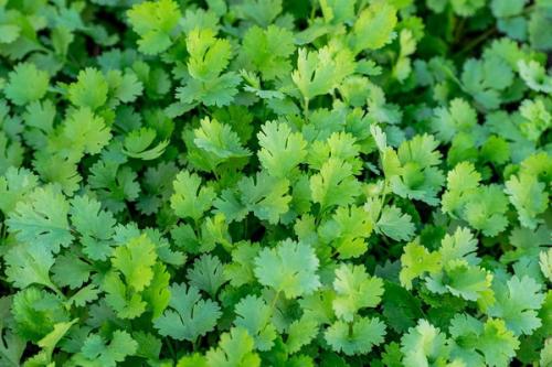 Кориандр совместимость на грядке. С чем лучше посадить кинзу на грядке: подходящие и неподходящие соседи