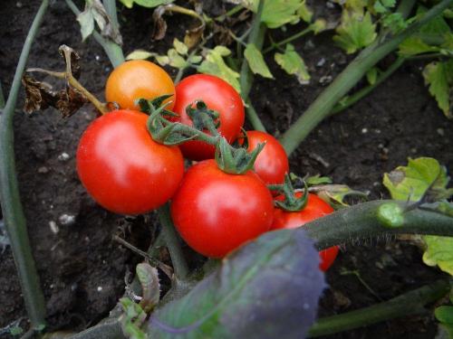 Совместимость тыквы с другими растениями. Оптимальные условия для выращивания