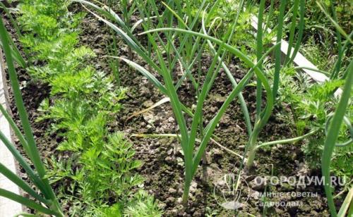 Совместимость овощей и цветов. Совмещенные и уплотненные посадки