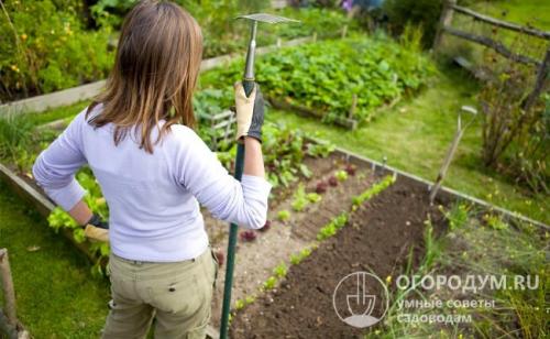 Совместимость овощей и цветов. Совмещенные и уплотненные посадки