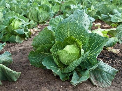 С чем нельзя сажать лук. Совместные посадки: соседи лука на грядке, с чем сажать