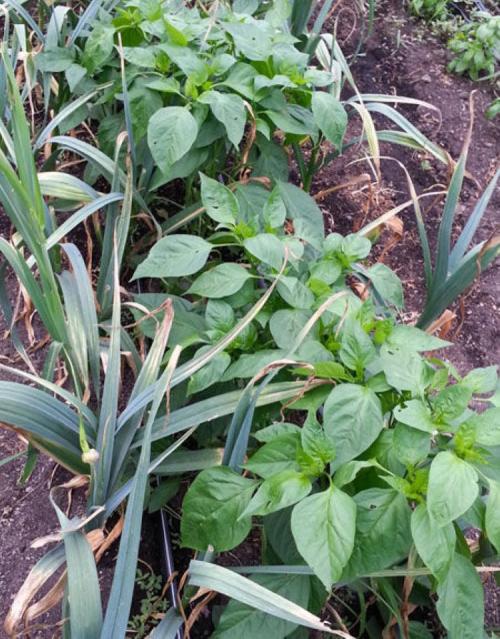 Можно ли сажать лук и чеснок рядом. Что собой представляют лук и чеснок? 02