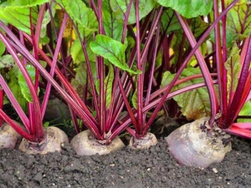 С чем нельзя сажать лук. Совместные посадки: соседи лука на грядке, с чем сажать