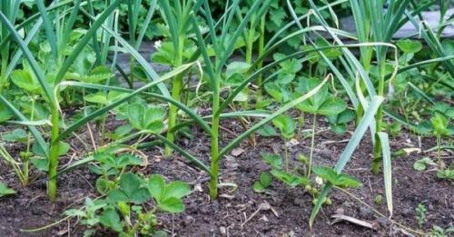 Что сажать рядом с чесноком 05 Что сажать рядом с чесноком 05