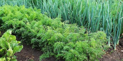 С чем нельзя сажать лук. Совместные посадки: соседи лука на грядке, с чем сажать