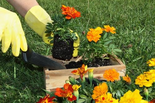 Можно ли сажать помидоры рядом с чесноком. Соседи помидоров на грядке