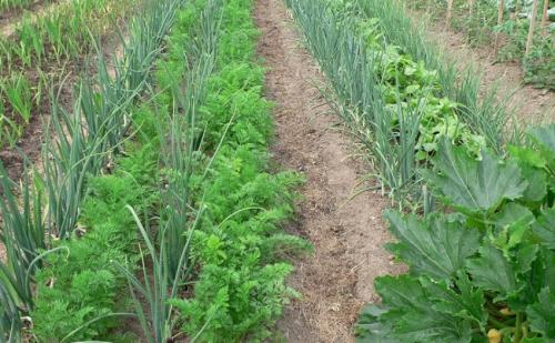 Что сажать рядом с чесноком 01 Что сажать рядом с чесноком 01