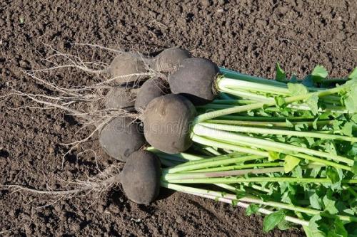 С чем нельзя сажать лук. Совместные посадки: соседи лука на грядке, с чем сажать