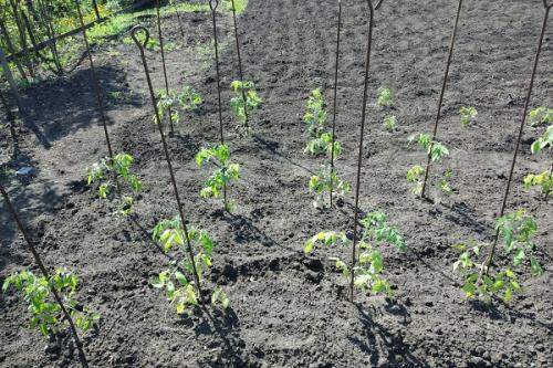 Можно ли сажать помидоры рядом с чесноком. Соседи помидоров на грядке