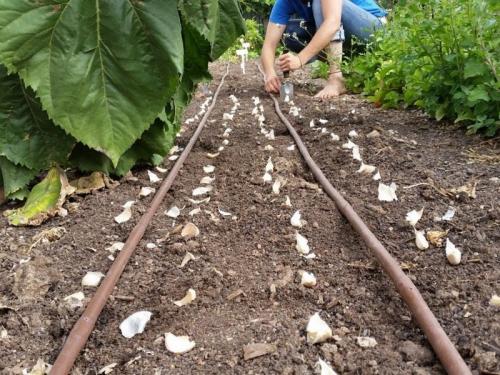 На каком расстоянии сажать лук и чеснок. Расстояние для посадки чеснока