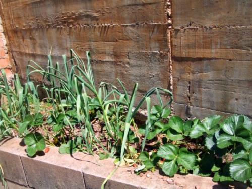 Можно ли сажать лук и чеснок рядом. Что собой представляют лук и чеснок? 10