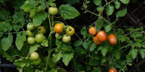 Можно ли сажать помидоры рядом с чесноком. Соседи помидоров на грядке