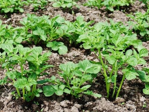 С чем нельзя сажать лук. Совместные посадки: соседи лука на грядке, с чем сажать