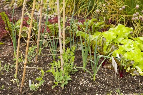 Что сажать рядом с чесноком 08 Что сажать рядом с чесноком 08