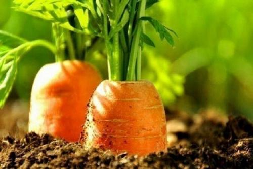 С чем нельзя сажать лук. Совместные посадки: соседи лука на грядке, с чем сажать