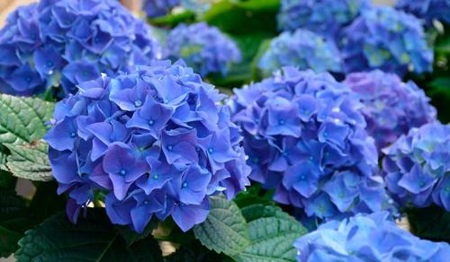 Ландшафтные композиции с гортензией. Что посадить рядом с гортензией — идеи для ландшафтного дизайна с фото