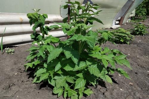 Горох в малине. Соседи малины, с чем сажать рядом