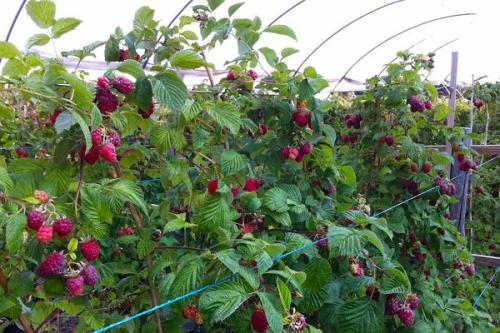 Горох в малине. Соседи малины, с чем сажать рядом