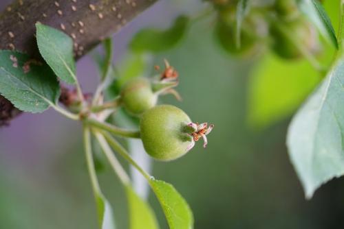 Что посадить рядом с горохом. Посадка гороха в июле – удивительные трио зеленых компаньонов 01