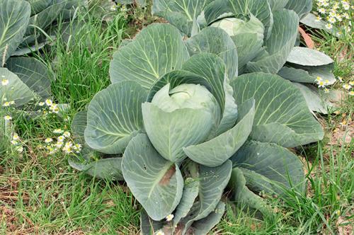 Что посадить рядом с фасолью. Идеальные пары для смешанных грядок: что с чем сажать на огороде