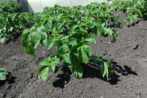 Соседство гороха и фасоли. Совместные посадки: соседи гороха участке, с чем сажать рядом