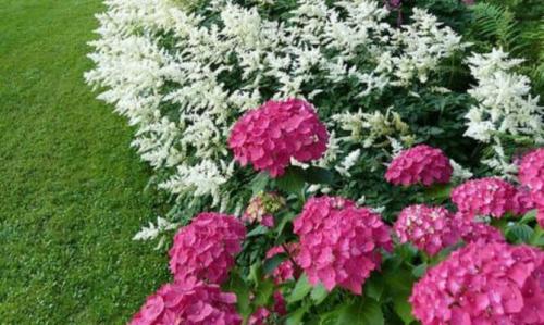 Виноград и гортензия рядом. Что посадить рядом с гортензией метельчатой, хорошие соседи