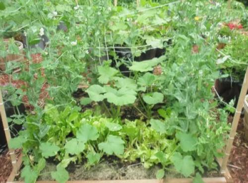 Что нельзя сажать рядом с горохом. С чем рядом можно сажать горох: кому хорошего соседа на грядку