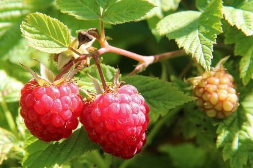 Горох в малине. Соседи малины, с чем сажать рядом