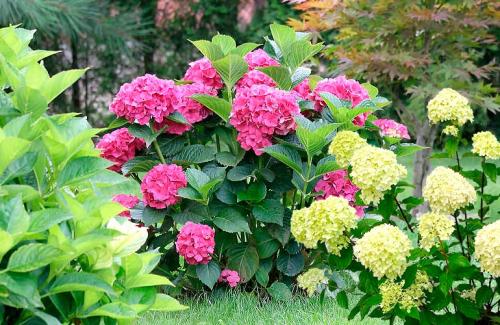 Ландшафтные композиции с гортензией. Что посадить рядом с гортензией — идеи для ландшафтного дизайна с фото