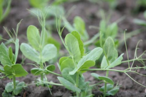 Что нельзя сажать рядом с горохом. С чем рядом можно сажать горох: кому хорошего соседа на грядку