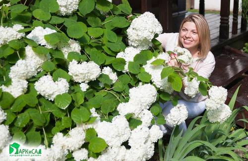 Ландшафтные композиции с гортензией. Что посадить рядом с гортензией — идеи для ландшафтного дизайна с фото