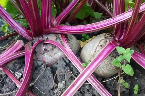 Соседство гороха и фасоли. Совместные посадки: соседи гороха участке, с чем сажать рядом