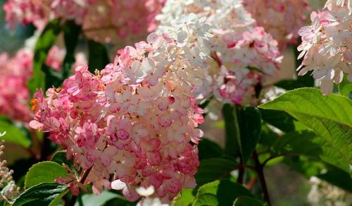 Ландшафтные композиции с гортензией. Что посадить рядом с гортензией — идеи для ландшафтного дизайна с фото