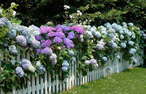 Ландшафтные композиции с гортензией. Что посадить рядом с гортензией — идеи для ландшафтного дизайна с фото