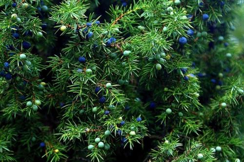 Горох в малине. Соседи малины, с чем сажать рядом