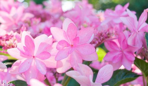 Ландшафтные композиции с гортензией. Что посадить рядом с гортензией — идеи для ландшафтного дизайна с фото