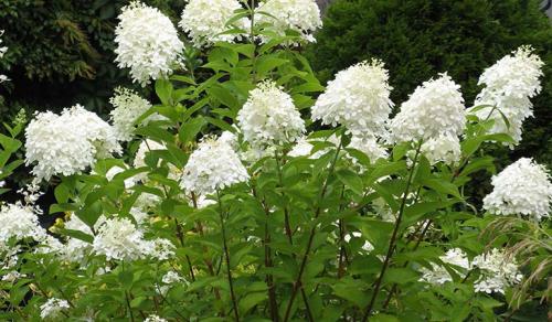 Ландшафтные композиции с гортензией. Что посадить рядом с гортензией — идеи для ландшафтного дизайна с фото